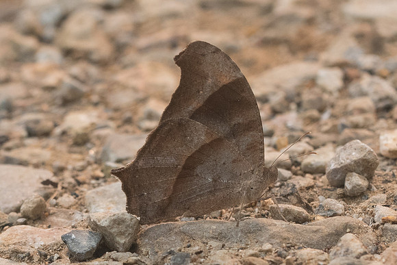 Melanitis leda -2933 - Chiang dao - 12/03/23