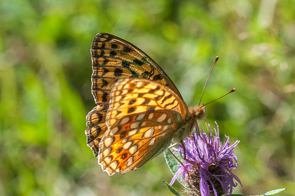 Argynnis adippe-4822