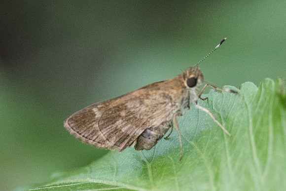 Cymaenes isus-2894