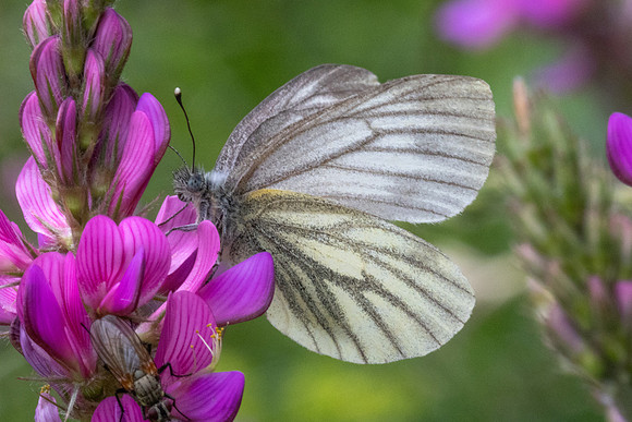 Pieris bryoniae-1946 - Cervieres- 26/06/25