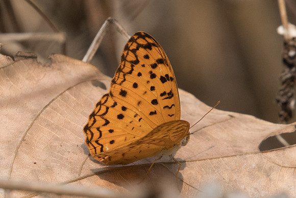 Phalanta phalantha phalantha-2567 - Doi-Suthep - 8/03/23