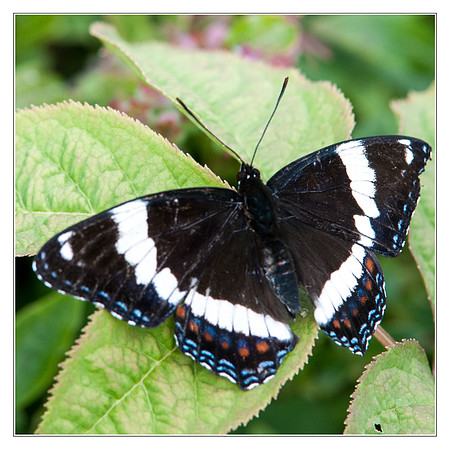 Butterfly Canada-tile