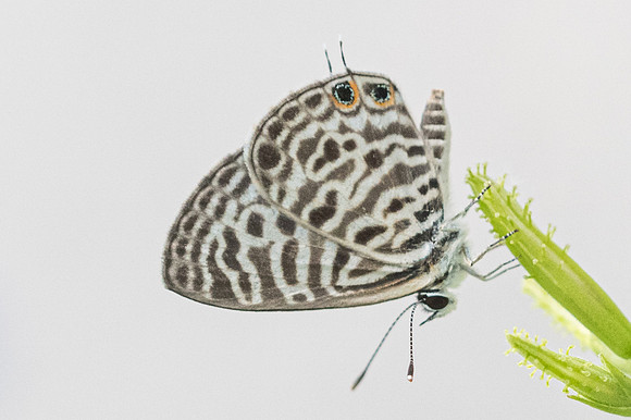 Leptotes plinius-4462 - Bangkok - 2/12/23