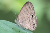 Hermeuptychia sosybius-1654