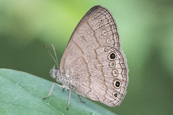 Hermeuptychia sosybius-1654