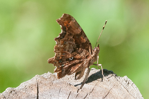 Polygonia c-album 4772