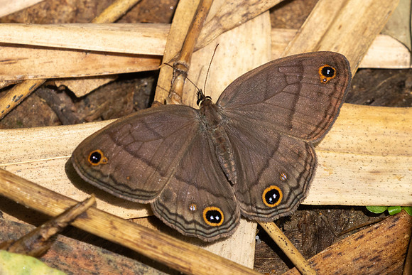 Cissia pompilia-9802 - Bucaramanga - 5/06/24