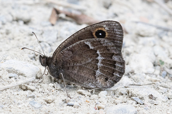 Satyrus ferula-0180 - Argentière la bessée - 23/06/25