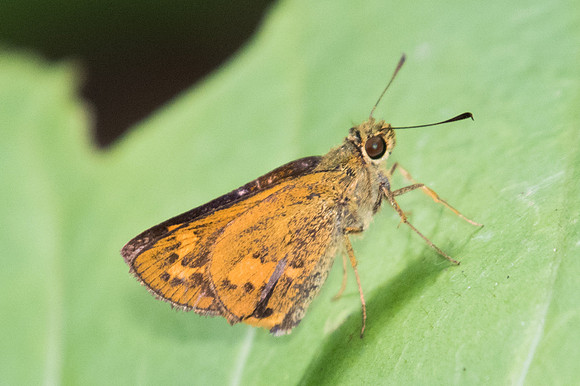 Telicota besta-2437 - Chiang Dao - 15/11/23