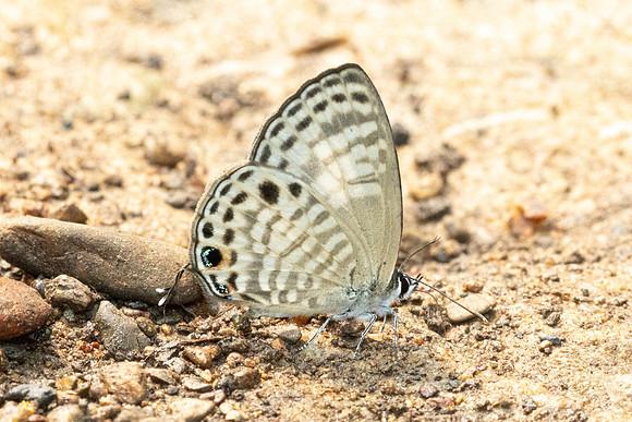Nacaduba angusta albida-3173 - Chiang Dao - 19/03/24
