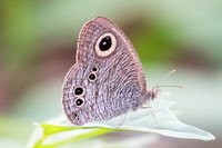 Ypthima baldus newboldi-9592  - Koh Samui - 16/03/23