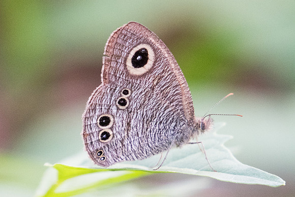 Ypthima baldus newboldi-9592  - Koh Samui - 16/03/23