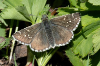 Pyrgus cacaliae-1077 - Col d'Agnel - 24/06/25