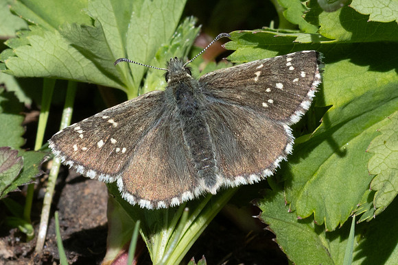 Pyrgus cacaliae-1077 - Col d'Agnel - 24/06/25