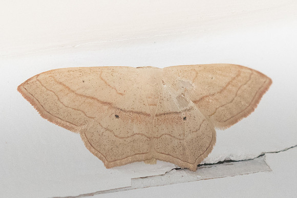 Scopula imitaria -0823 - Eus - 14/07/23