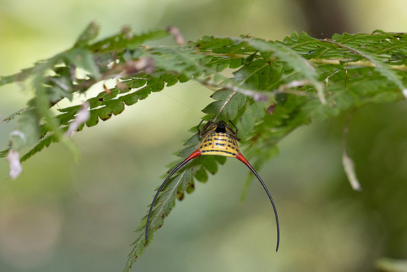 Insecte thai-4770