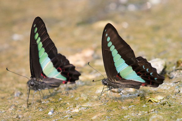 Graphium sarpedon-2154 - Chiang Dao  - 11/03/23