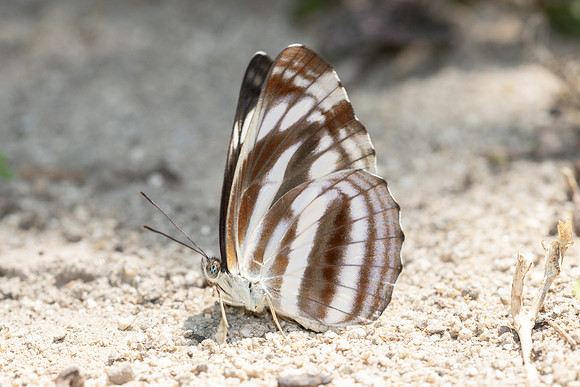 Neptis Sankara guiltoides-5287