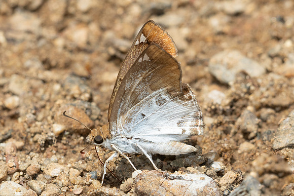 Odontoptilum angulata-4666 - Chiang Dao - 22/03/24
