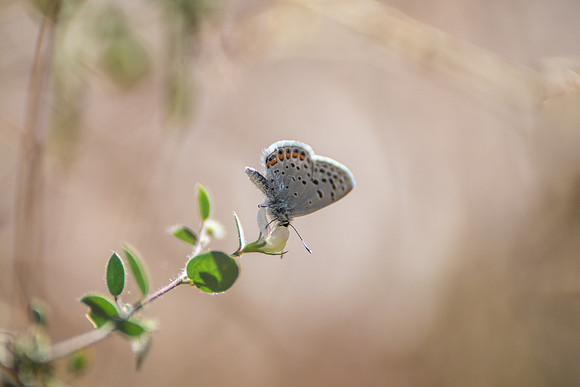 27102017-Plebejus acmon