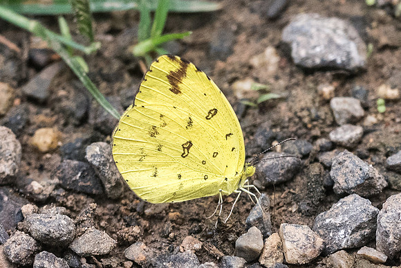 Eurema hecabe -5950- Chiang Dao  - 12/03/23