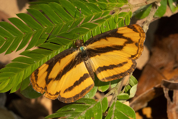 Pantoporia sandaka-1359 - Chiang Dao - 17/03/24