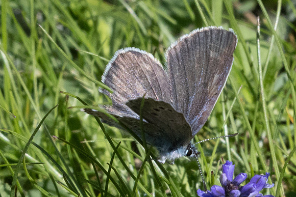 Maculinea arion-2302