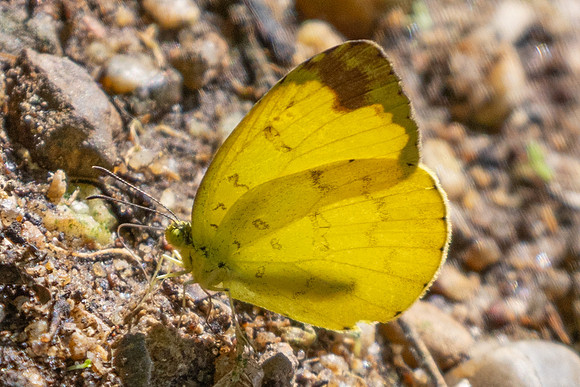 Eurema blanda-5590 - Doi Inthanon - 24/03/24