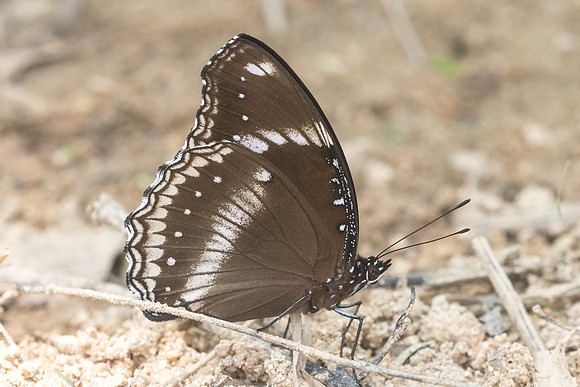 Hypolimnus bolina jacintha-8820 - Koh samui -  16/03/23