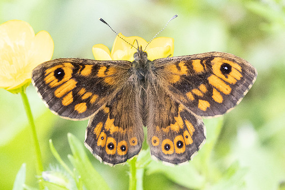 Lasiommata megera ♂ - 7345 - Fontaine lès Dijon - 8/05/24