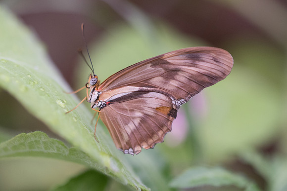 Dryas iulia-8267