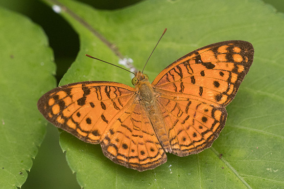 Phalanta alcippe alcippoides-4256 - Krabi - 22/11/23