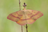 Rhodostrophia calabra-8053 - Col des seignors - 2/06/25
