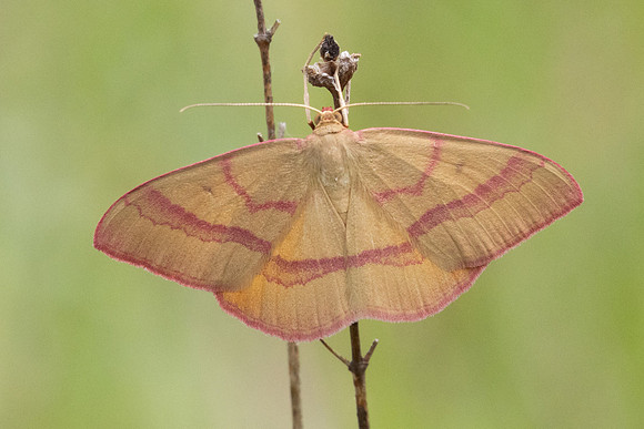 Rhodostrophia calabra-8053 - Col des seignors - 2/06/25