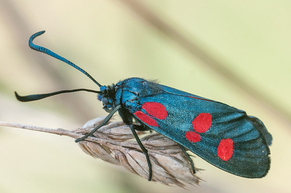 Zygaena trifolii --1-3