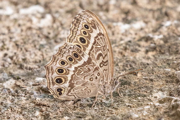 Neope muirheadi bhima-0919 - Chiang Dao - 16/03/24