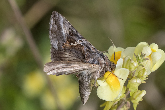 Autographa gamma-8414 - Orly sur Morin