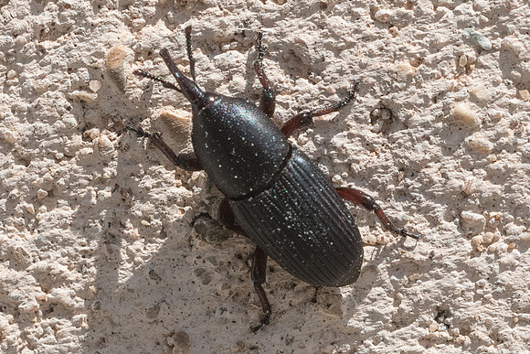 Insecte-1077