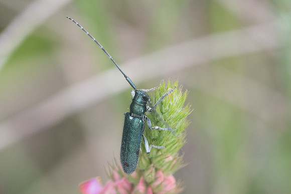 Insecte-1181