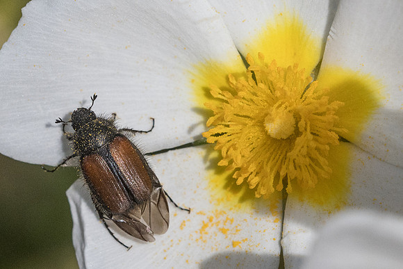 Insecte-0040