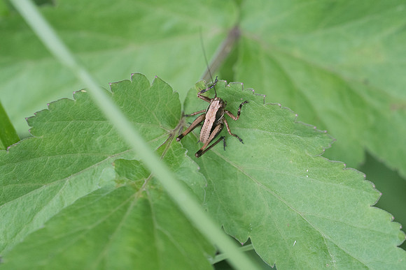 Insecte-2483