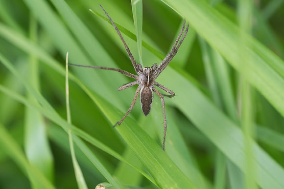 Insecte-2484
