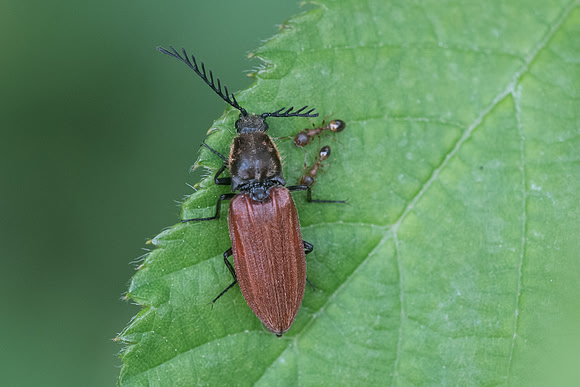 Insecte-2528