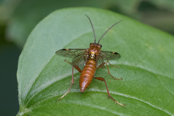 Insecte-2546