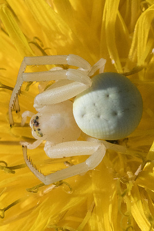 Insecte-3372