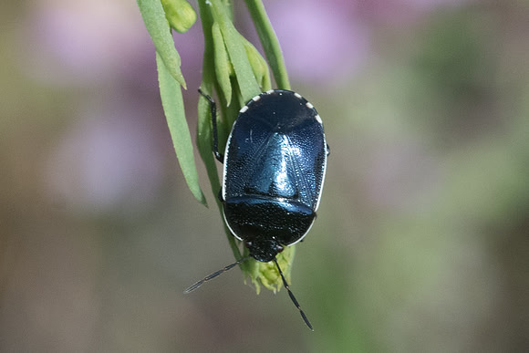 Insecte-7998