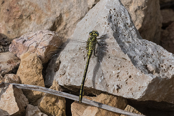 Gomphus simillimus-9947