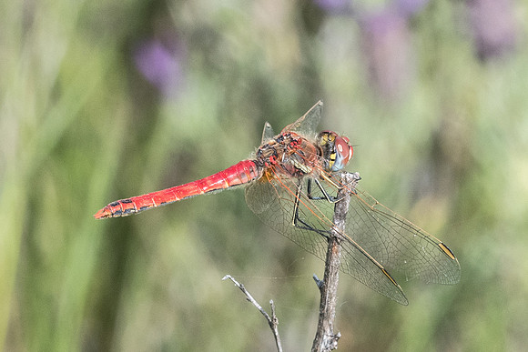 Insecte  sympetrum id? -9977