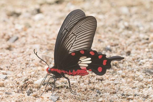 Pachliopta aristolochiae goniopeltis-1233 - Chiang Dao - 11/03/23