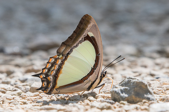 Polyura jalysus-0717 - Chiang Dao - 16/11/23